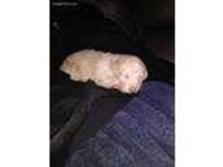 Labradoodle Puppy for sale in Radcliff, KY, USA