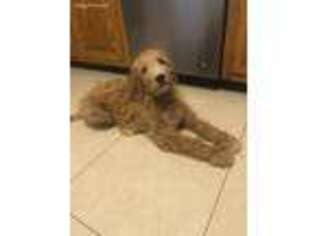 Goldendoodle Puppy for sale in East Bridgewater, MA, USA