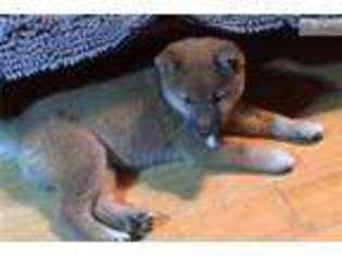 Shiba Inu Puppy for sale in Des Moines, IA, USA
