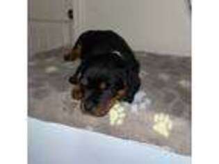 Rottweiler Puppy for sale in Beaumont, CA, USA