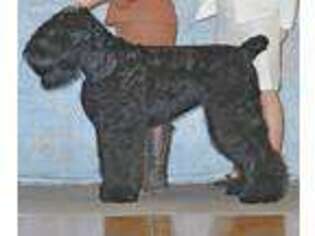 Black Russian Terrier Puppy for sale in White City, OR, USA
