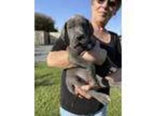Great Dane Puppy for sale in Atwater, CA, USA