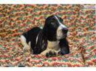 Basset Hound Puppy for sale in Cambridge, OH, USA