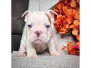 Bulldog Puppy for sale in Wooldridge, MO, USA