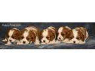 Cavalier King Charles Spaniel Puppy for sale in Paxinos, PA, USA