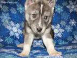 Siberian Husky Puppy for sale in Munfordville, KY, USA