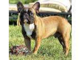 French Bulldog Puppy for sale in Gallipolis, OH, USA