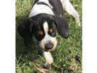 Bluetick Coonhound Puppy for sale in Wister, OK, USA