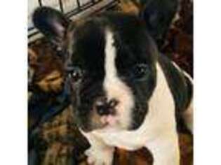French Bulldog Puppy for sale in Byars, OK, USA