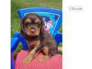 Cavalier King Charles Spaniel Puppy for sale in Colorado Springs, CO, USA