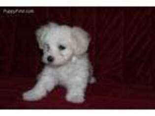 Havanese Puppy for sale in Sunman, IN, USA