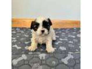 Mal-Shi Puppy for sale in Goshen, MA, USA