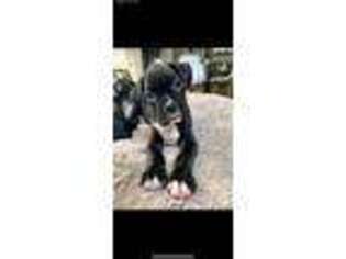 Boxer Puppy for sale in Richmond, TX, USA