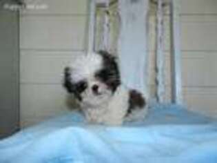 Mal-Shi Puppy for sale in Moultrie, GA, USA