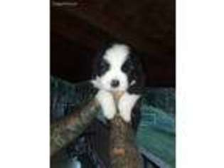 Saint Bernard Puppy for sale in Morehead, KY, USA
