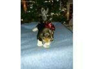 Basset Hound Puppy for sale in Bartlesville, OK, USA