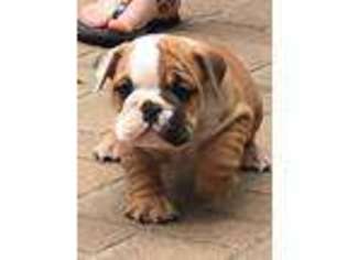 Bulldog Puppy for sale in Stark City, MO, USA