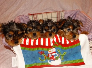 Yorkshire Terrier Puppy for sale in Delphi, IN, USA