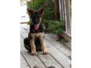 German Shepherd Dog Puppy for sale in Somerset, KY, USA