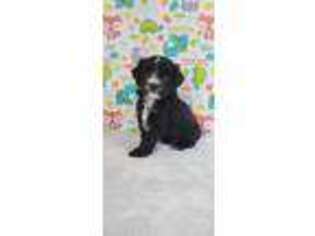 Mutt Puppy for sale in Hodgenville, KY, USA