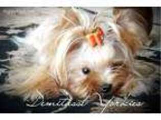 Yorkshire Terrier Puppy for sale in Beaufort, SC, USA