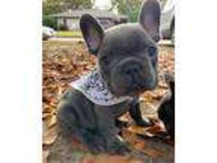 French Bulldog Puppy for sale in Houma, LA, USA