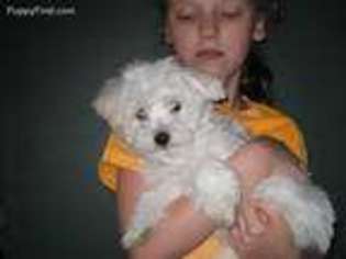 Coton de Tulear Puppy for sale in Sunman, IN, USA