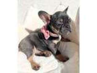 French Bulldog Puppy for sale in Goodyear, AZ, USA