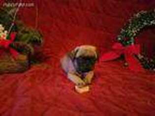 Pug Puppy for sale in Philo, OH, USA