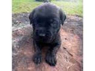 Mastiff Puppy for sale in Kalispell, MT, USA
