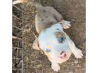 Mutt Puppy for sale in Big Spring, TX, USA