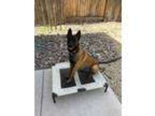 Belgian Malinois Puppy for sale in Reno, NV, USA