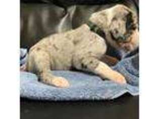 Great Dane Puppy for sale in Blair, NE, USA