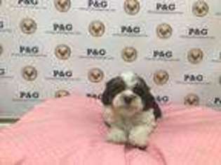 Shih-Poo Puppy for sale in Temple City, CA, USA