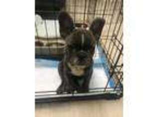 French Bulldog Puppy for sale in Jersey City, NJ, USA