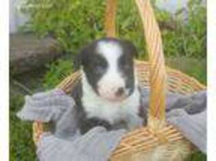 Border Collie Puppy for sale in Locke, NY, USA