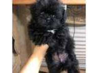 Mal-Shi Puppy for sale in Lakeland, FL, USA