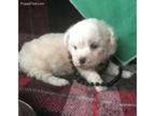 Bichon Frise Puppy for sale in Mountainburg, AR, USA