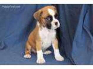 Boxer Puppy for sale in Clarkson, KY, USA