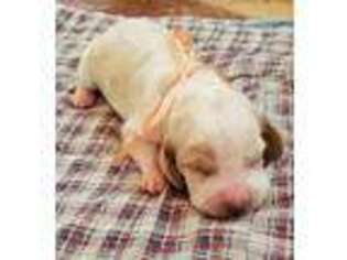 Basset Hound Puppy for sale in Leesburg, OH, USA