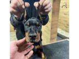 Doberman Pinscher Puppy for sale in Naples, FL, USA