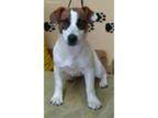 Jack Russell Terrier Puppy for sale in Divide, CO, USA