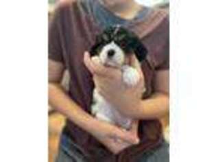 Cavalier King Charles Spaniel Puppy for sale in Accident, MD, USA