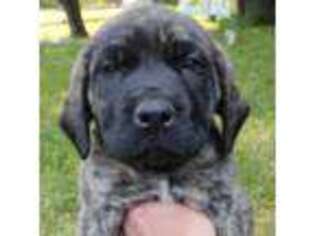 Mastiff Puppy for sale in Dowagiac, MI, USA