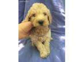 Goldendoodle Puppy for sale in Etowah, TN, USA