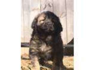 Tibetan Mastiff Puppy for sale in Meadows Of Dan, VA, USA