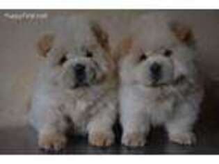 Chow Chow Puppy for sale in Chicago, IL, USA