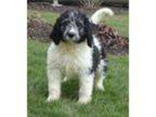 Saint Berdoodle Puppy for sale in Hagerstown, IN, USA