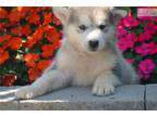 Alaskan Malamute Puppy for sale in Fort Wayne, IN, USA