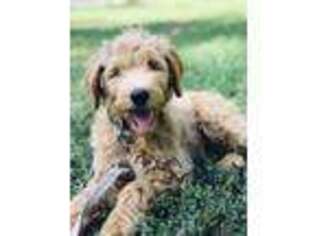 Goldendoodle Puppy for sale in Durham, NC, USA